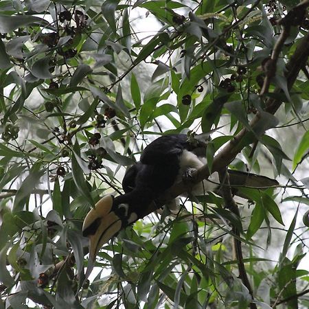 ホテルHornbill Hut パヤム島 エクステリア 写真